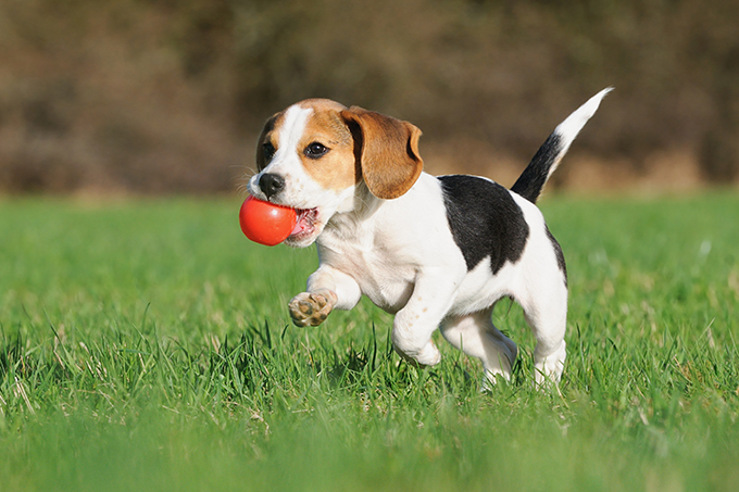 beagle-puppy-4